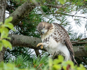 Hawk