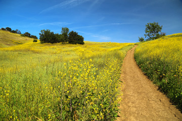 summer path through green meadows © mike
