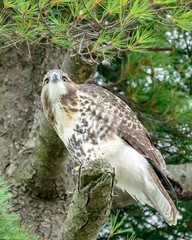 Hawk
