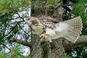 Hawk
