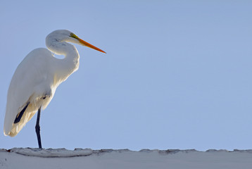 Full side closeup with room for copy of great white egret standing to left on one leg, neck bent sharply, bright yellow eye mask, and glowing orange beak, sunlit front against clear blue sky.