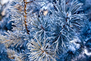 pine branches with needles covered with frost