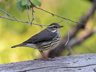 Northern Waterthrush