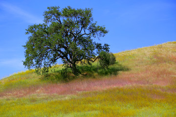 tree on green hill
