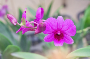 Obraz premium Pink orchids flower blooming garden in winter or spring postcard beauty and agriculture idea concept design. Vanda Orchid,blur background