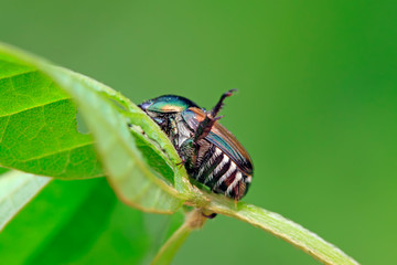 popillia insects