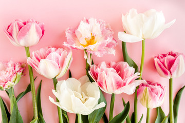 Pink tulips on pink background. Minimal floral concept greeting card. Flat lay, top view.