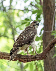Hawk