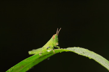 Oxyachinensis nymphs on plant