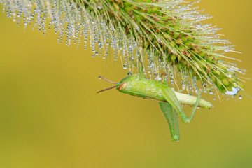 Oxyachinensis nymphs on plant