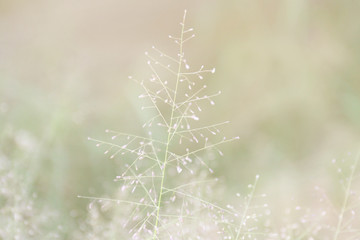 blurred grass nature, soft grass flowers fresh for background, small grass meadow blur in sun light morning day, natural flower of grass soft bright wallpaper blur image