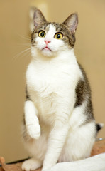 white with brown yellow-eyed shorthair cat