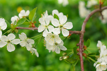 Twig blossoming apple tree in the garden. Blossom apple tree branch, beautiful spring flowers  background
