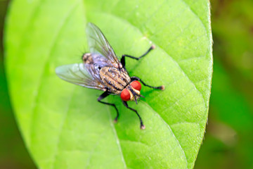 Tachinidae on plant