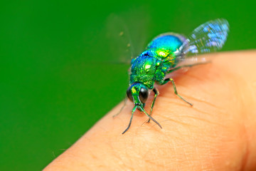 Chrysis shanghaiensis on green leaves