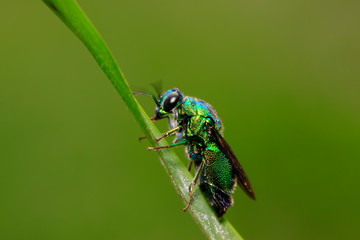 Chrysis shanghaiensis on green leaves