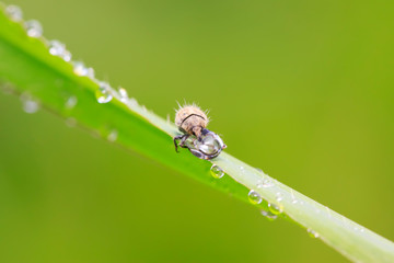 weevil on plant