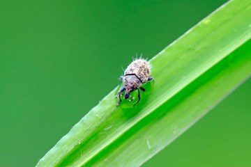 weevil on plant