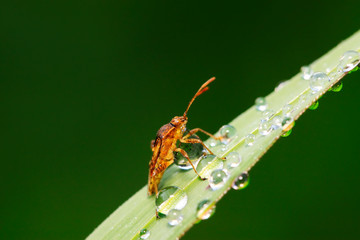 stinkbug on plant