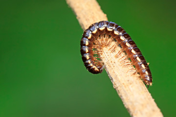 Coarse straight diplopod on plant