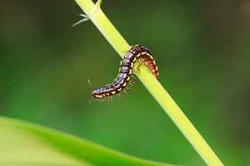 Coarse straight diplopod on plant