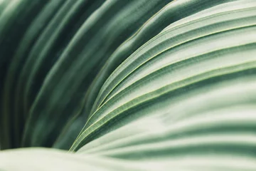 Green leaves background with copy space, close up texture of Welwitschia Mirabilis desert plant © SEE D JAN