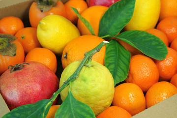 Mixed citrus fruits background. Healthy eating, dieting. Background of healthy fresh fruits.