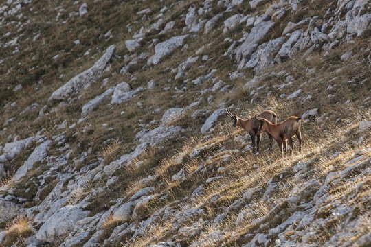 Apennine chamois in the slope of Focalone Mount, Murelle amphitheater, Majella national park, Abruzzo, Italy, Europe