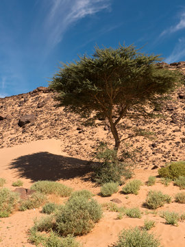 Wanderung durch die Wüste Sahara im Süden Marokkos. Ein wunderschöne karge Landschaft
