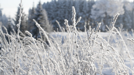 Frosty grass in the morning. Winter background.  Grass in frost on the background of snowy forest