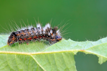 caterpillar on green leaf