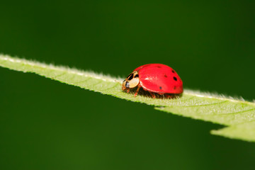 Harmonia axyridis on plant