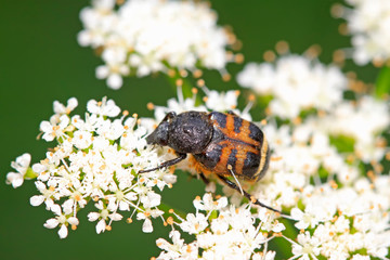 trichiidae insects on plant
