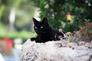 black cat on wall