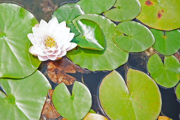 pink water lily in pond