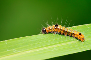 caterpillar on green leaf