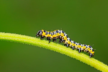 Cucullia fraterna on green leaf