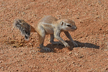 Afrikanisches Borstenhörnichen (xerus inauris) bei Solitaire in Namibia