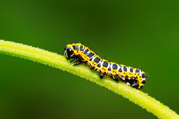 Cucullia fraterna on green leaf