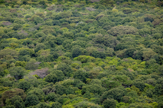 Aerial view of rain forest in Ethiopia.