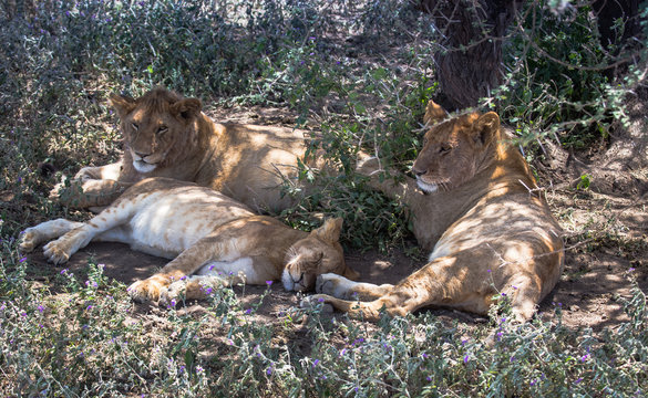 lionesses and cub resting under a tree with shade and sun