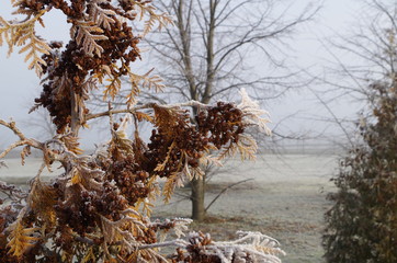 zima, śnieg, krajobraz, drzewo, mróz, gałązka 