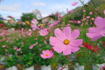 Fototapeta premium pink cosmos flowers in the garden