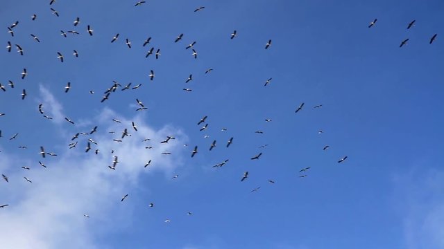 Common migrating over north Israel Common Crane flock over Mount Hermon Israel