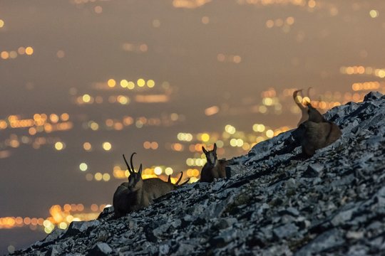 Night view of Apennine chamois in the slope of Focalone Mount, Murelle amphitheater, and in the backgound the towns of Adriatic coast lighting, Majella national park, Abruzzo, Italy, Europe