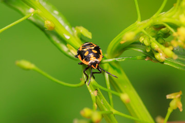 Fototapeta premium stinkbug on green leaf