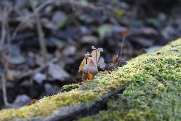 moss