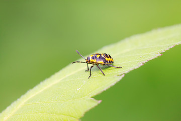 stinkbug on green leaf
