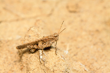 Grasshopper on plant