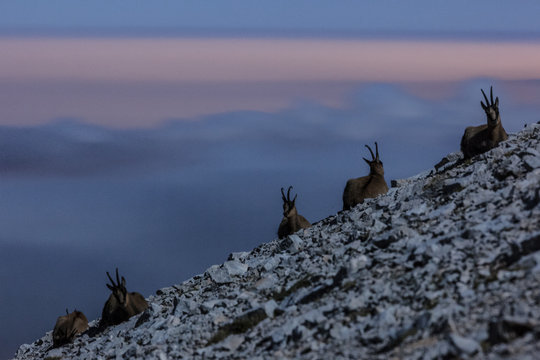 Apennine chamois in the slope of Focalone Mount at twilight, Murelle amphitheater, Majella national park, Abruzzo, Italy, Europe